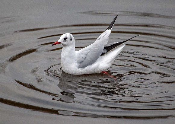 Common Tern ( Sterna hirundu) Switherland UK