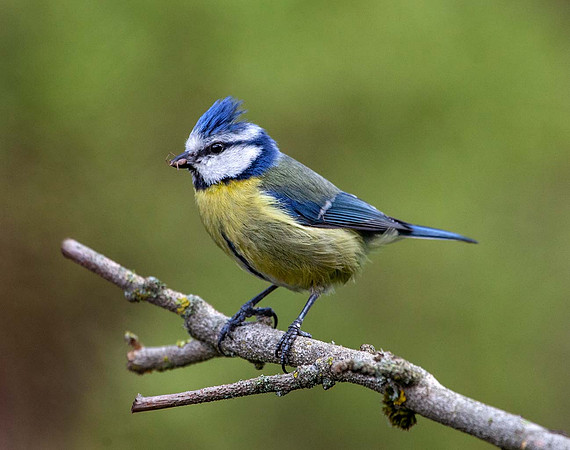 Blue Tit (Cyanisters caeruleus) Syston UK