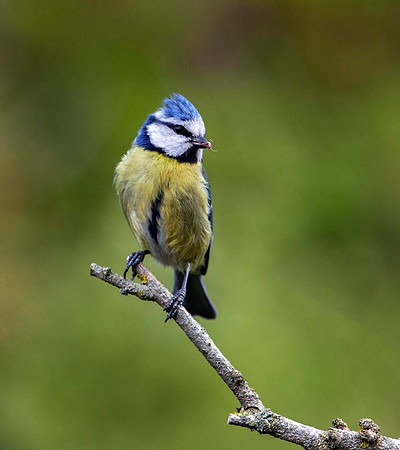 Blue Tit (Cyanisters caeruleus) Syston UK