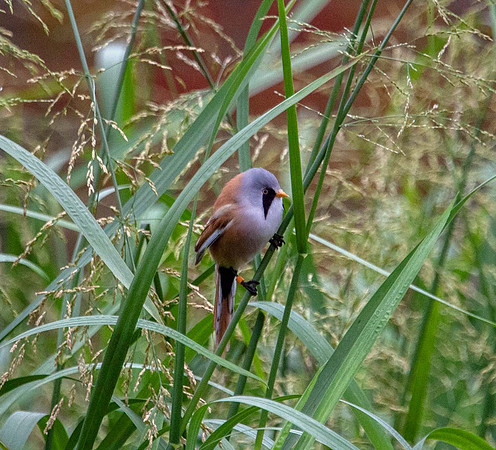 Bearded Tit ( Panurus biarmicus) Pensthorpe UK