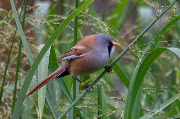 Bearded Tit ( Panurus biarmicus) Pensthorpe UK