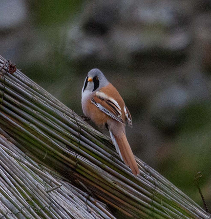 Bearded Tit ( Panurus biarmicus) Pensthorpe UK