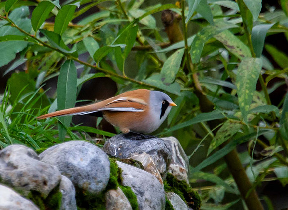 Bearded Reedling(Bearded Tit) ( Panurus biarmicus) Pensthorpe UK