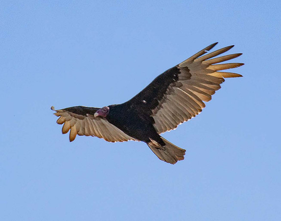 Turkey Vulture ( Cathartes aura) Havana Cuba