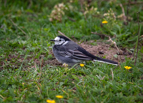 Pied Wagtail ( Motacilla alba) Wells-Next-the-Sea UK