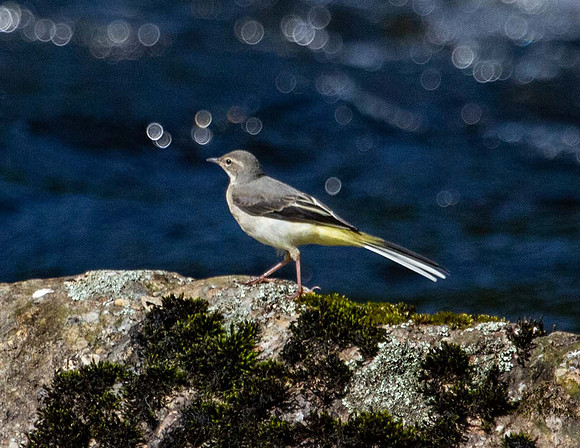 Grey Wagtail ( Motachilla cinerea) Rhayader Wales UK
