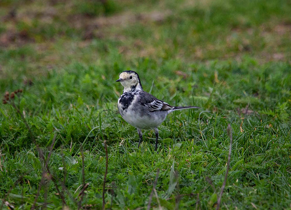 Pied Wagtail ( Motacilla alba) Wells-Next-the-Sea UK