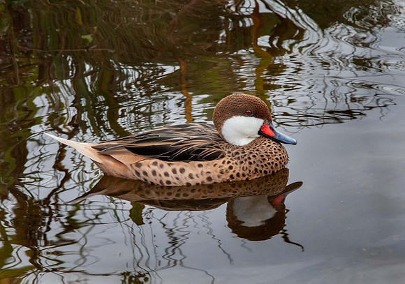 White Cheecked Pintail (Anas bahamensis galapensis) Pensthorpe UK