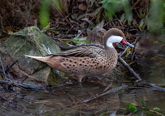 White Cheecked Pintail (Anas bahamensis galapensis) Pensthorpe UK