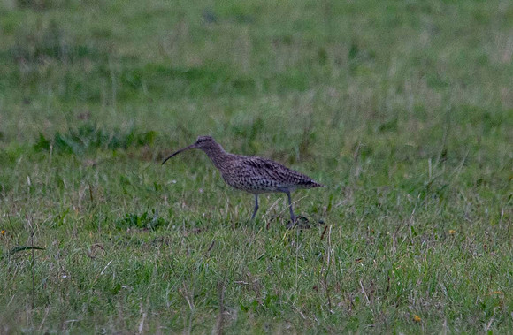 Whimbrel ( Numenius phaeopus) Wells-Next-the-Sea UK