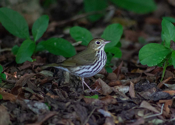 Wood Thrush ( Hylocichla mustelina) Cuba