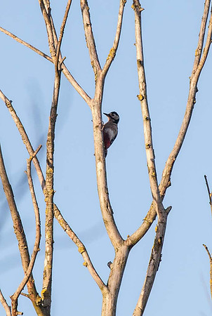 Greater Spotted Woodpecker ( Dendrocopos major)  Syston UK