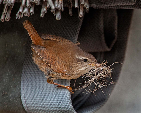 Wren ( Troglodytes troglodytes) Syston UK