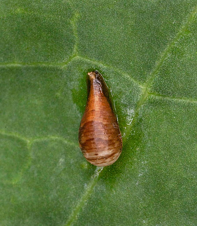 Hoverfly pupae (Episerphus balteaus)