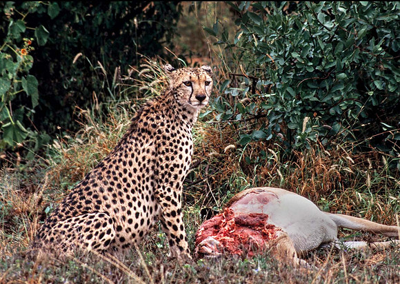Cheeta With kill - Kenya