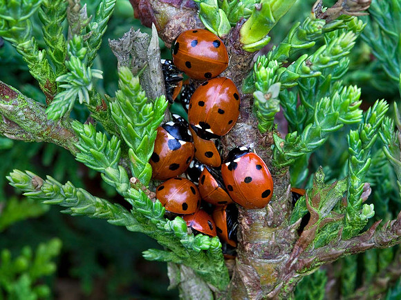 Ladybirds overwinter on conifer - Syston