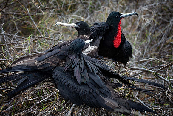 Frigate bird family - Seymore