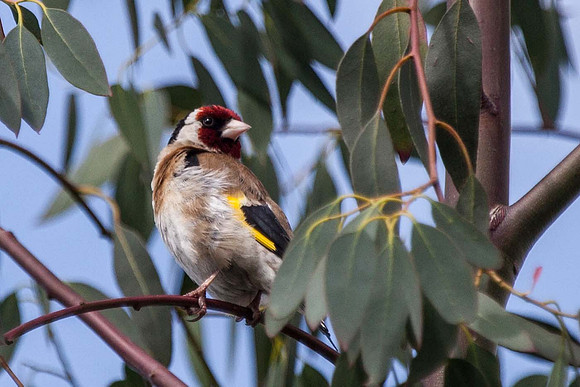 Goldfinch - Syston