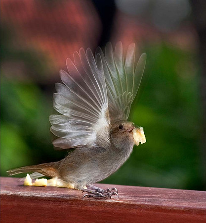 Gossamer wings - St Lucia