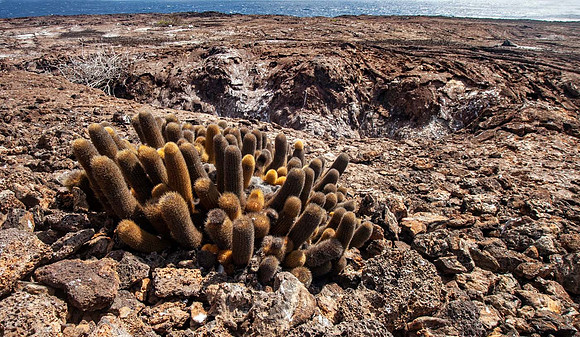 Lava Cactus - Galapagos