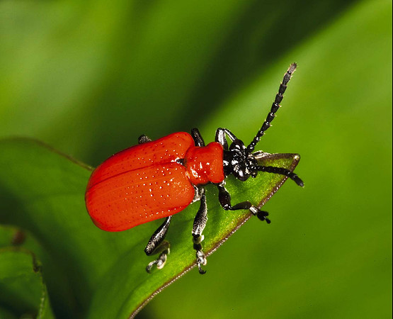 Scarlet Lilly Beetle -Lilioceris lilii - Syston