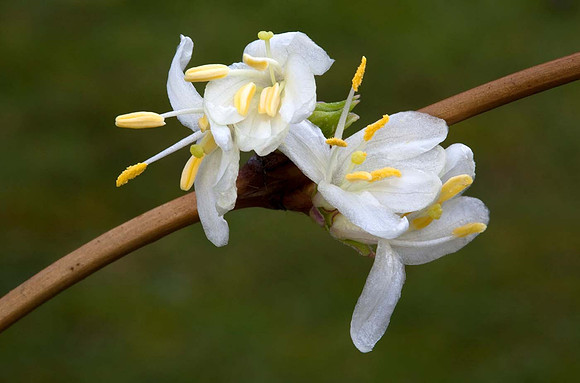 Winter flowering honeysuckle - lonicera fragrantissima - Syston