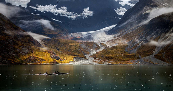 Orca - Glacier Bay - Alaska