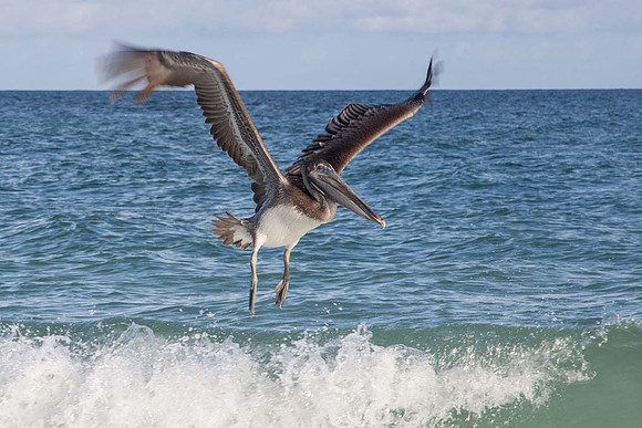 Pelican - Cuba