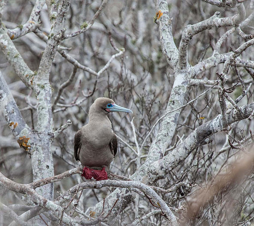 Red footed booby - Galapagos