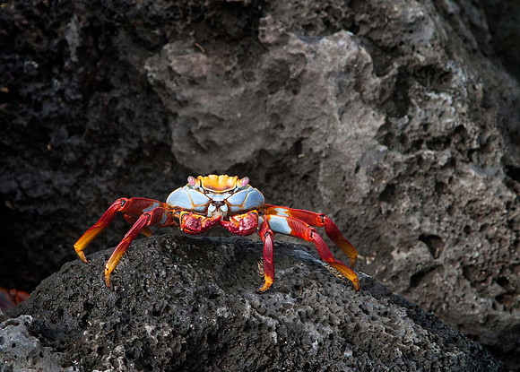 Sally Lightfoot crab - San Cristobal