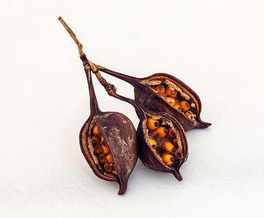 Seeds