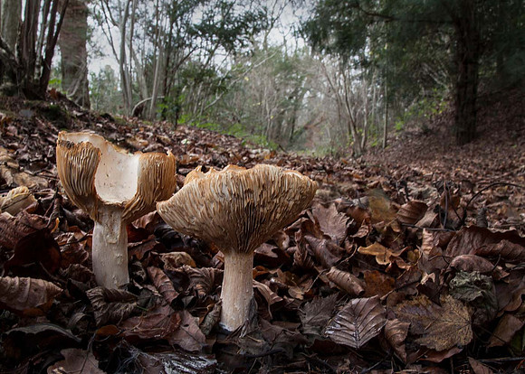 Fungi - Swithland