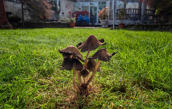 The uninvited visitor - (inkcap) - Coprinopsis atramentaria