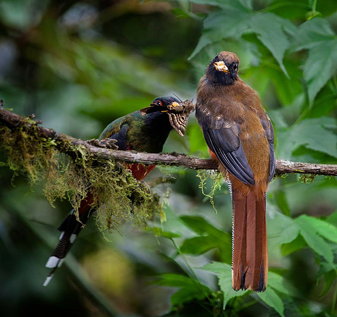 Trogan feeding young - Equador