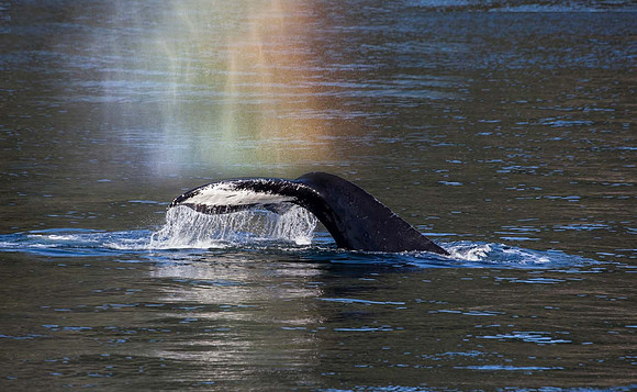 Humpback - Juneau - Alaska