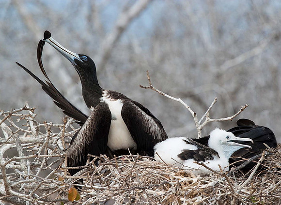 Preening Frigate Bird with young - Galapagos