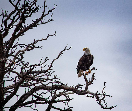 Vantage point - Canada