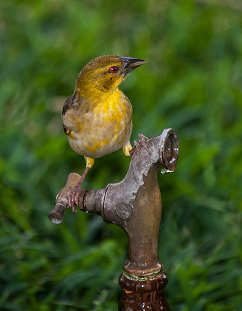Village Weaver - Gambia