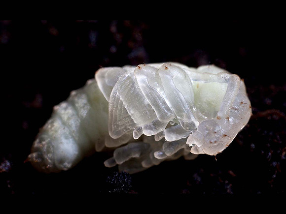 Vine weevil pupae - Otiorhynchus sulcatus
