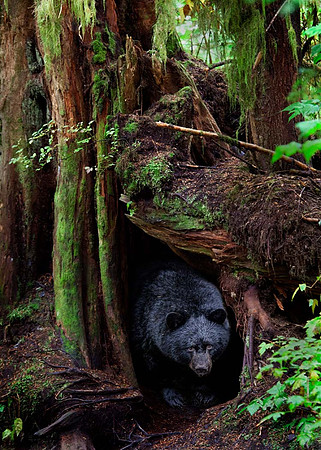 Black bear - Alaska