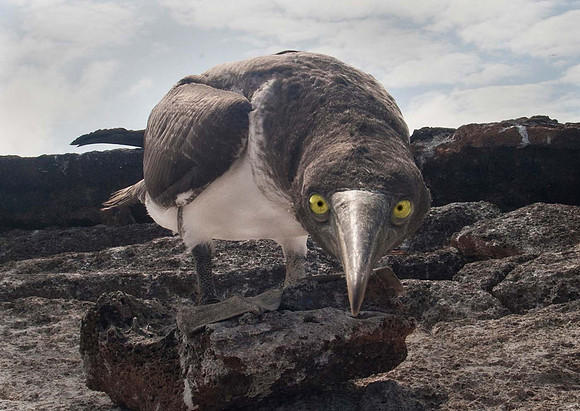 Booby chick - Galapagos