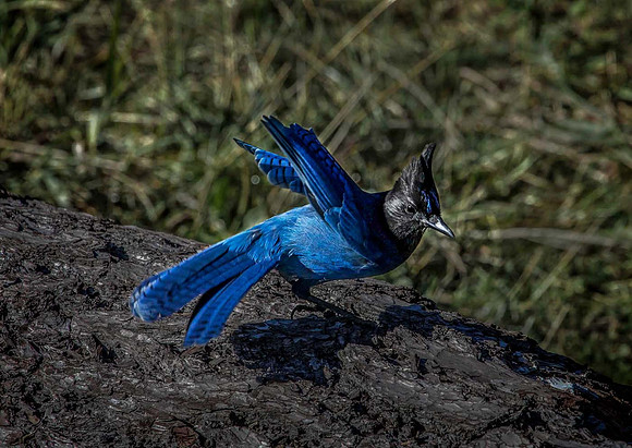Steller's Jay -  Cyanocitta stelleri - Grouse Mountain - Canada