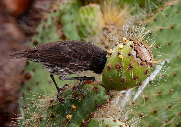 A rare Cactus Headed Finch - Galapagos