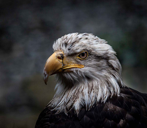 Bald Eagle - Alaska