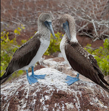 Blue footed boobies - Galapagos