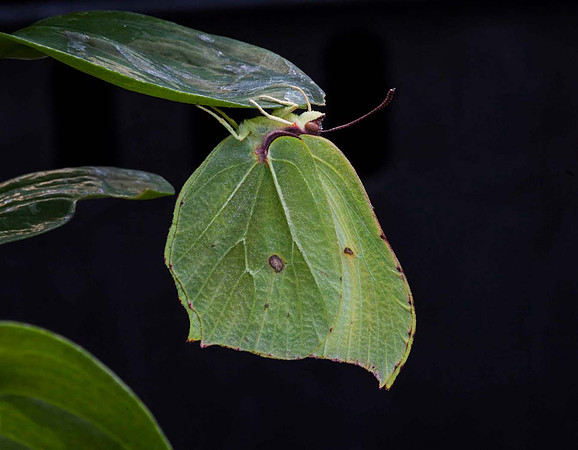 Brimstone butterfly - Gonepteryx rhamni