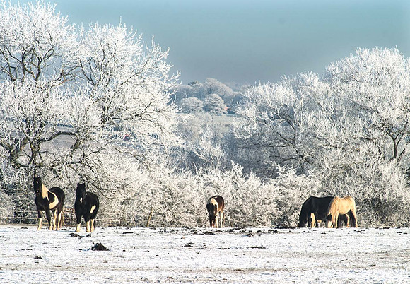 Horses - South Croston