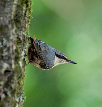 Nuthatch - Picton