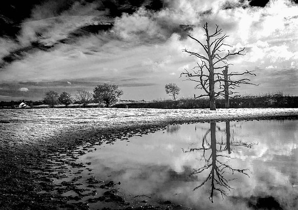 The pond