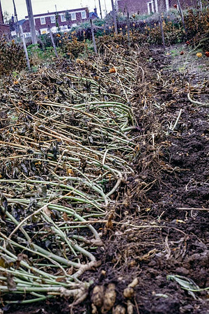 The lifted dahlias are layed over in rows